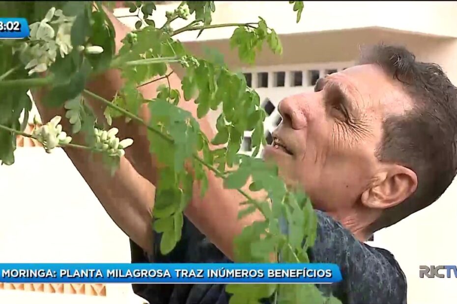 Moringa: Planta milagrosa traz inúmeros benefícios a saúde