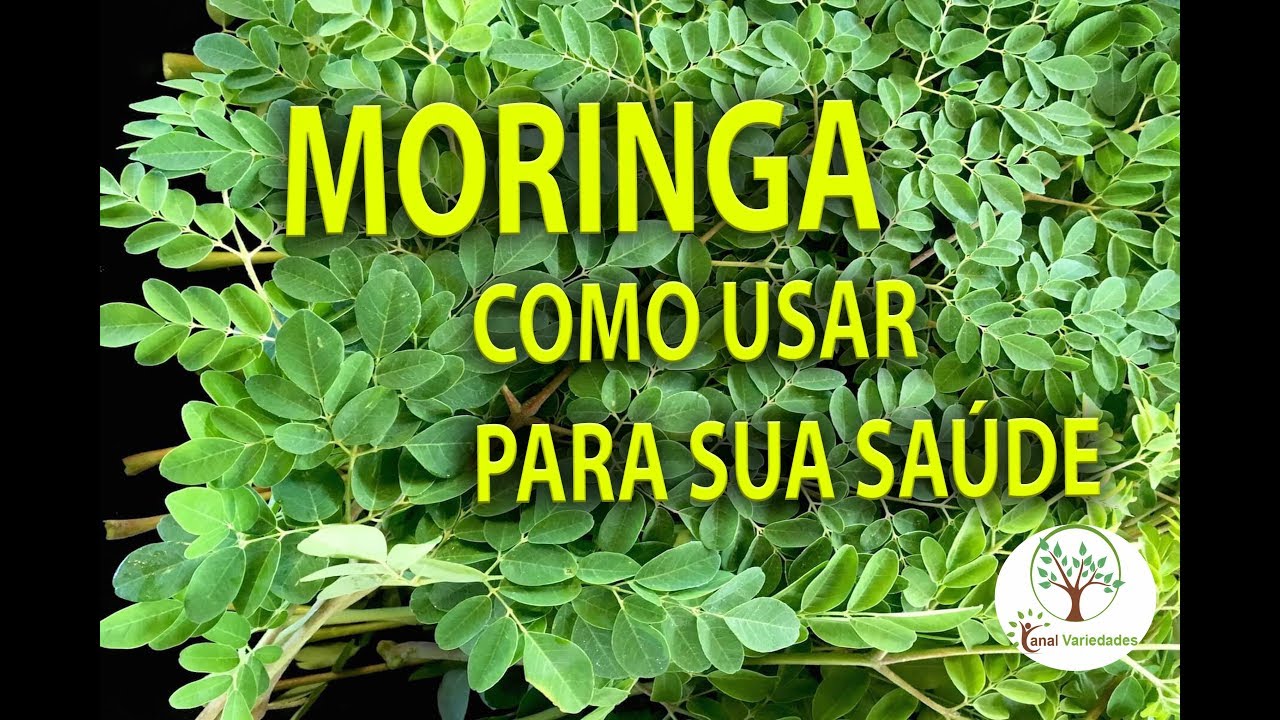 Moringa em sua Casa, Aprenda como usar para sua Saúde