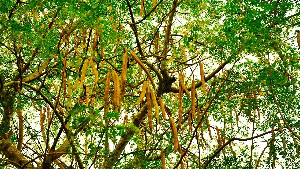 Moringa Oleífera "A árvore da vida" Conheça seus Benefícios!