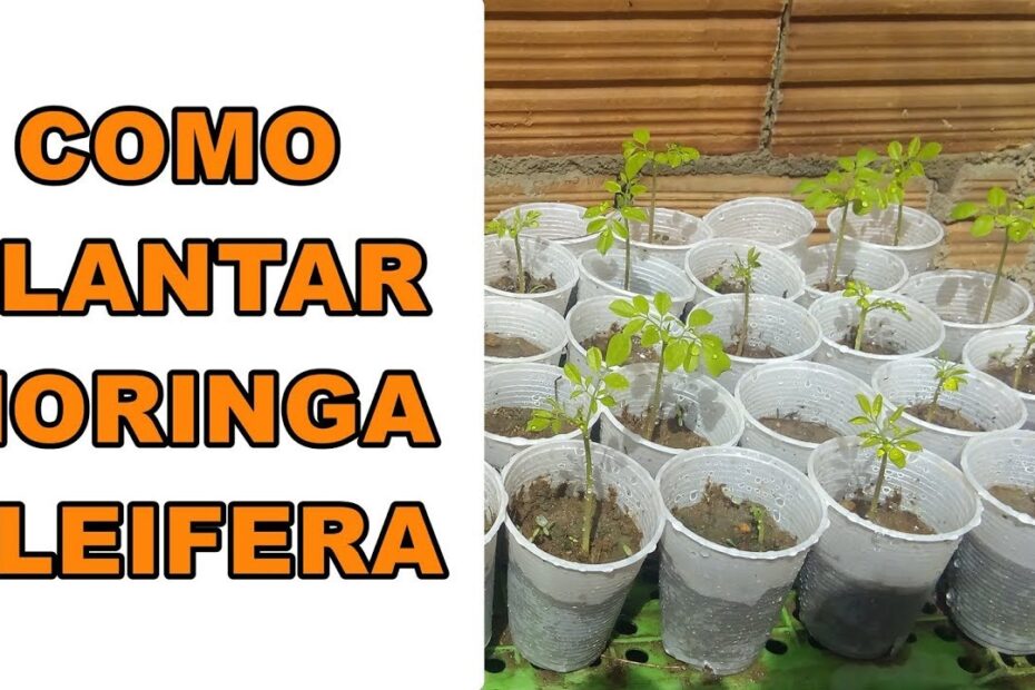 COMO PLANTAR MORINGA OLEIFERA - COMO GERMINAR SEMENTE DE MORINGA