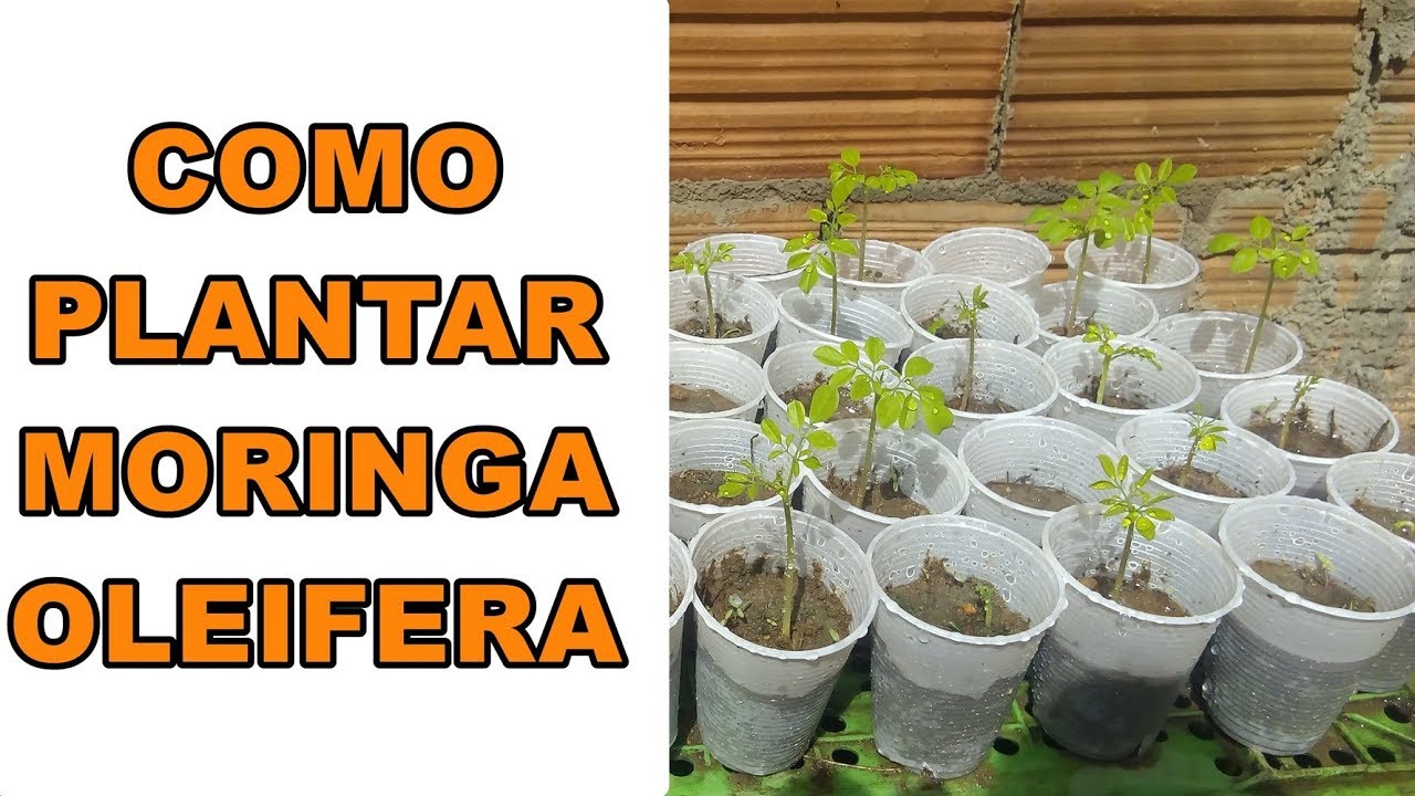 COMO PLANTAR MORINGA OLEIFERA - COMO GERMINAR SEMENTE DE MORINGA