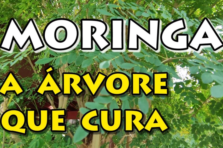 Moringa Oleifera - a planta que cura - veja seus benefícios