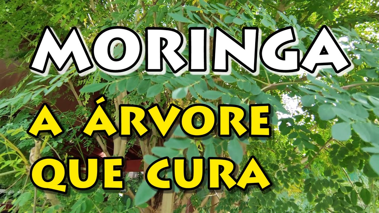 Moringa Oleifera - a planta que cura - veja seus benefícios