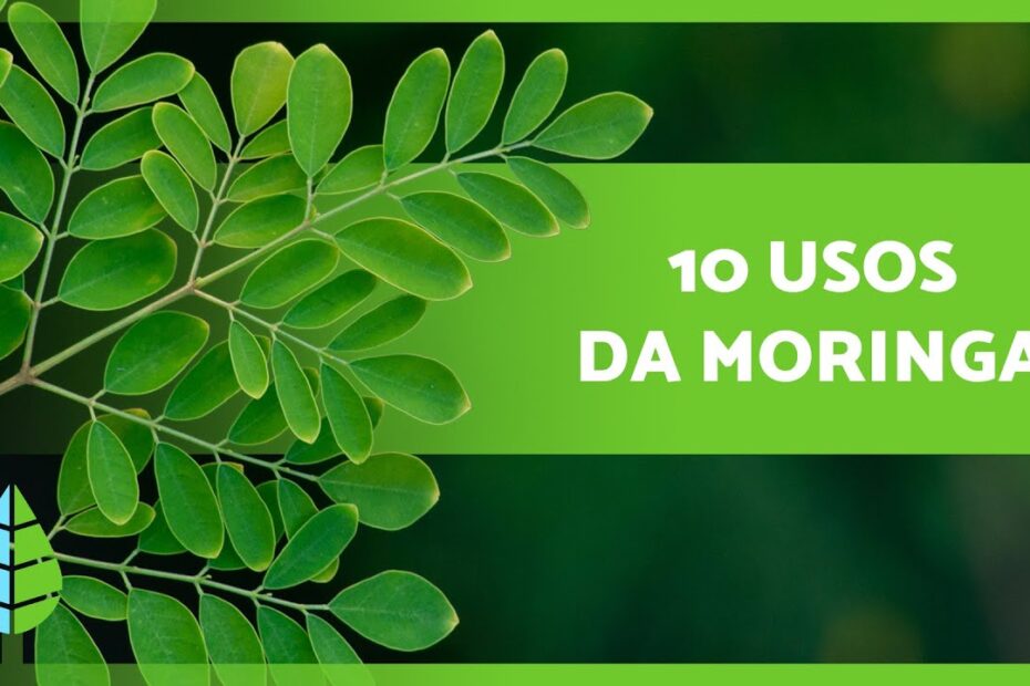 10 BENEFÍCIOS da MORINGA que você não sabia 🌿