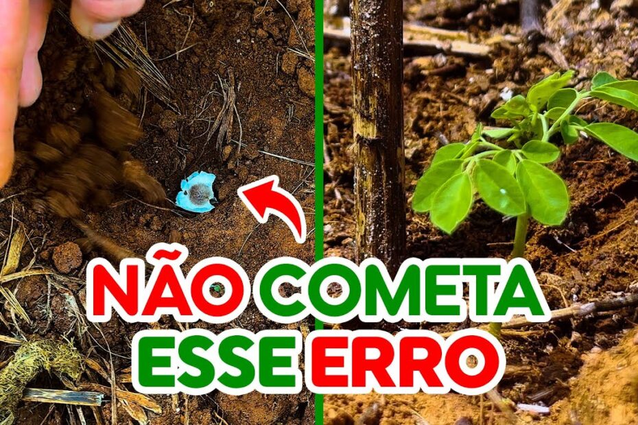 COMO PLANTAR MORINGA - FAZENDO ASSIM ELA VEM BONITA!