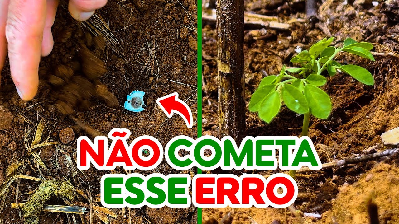 COMO PLANTAR MORINGA - FAZENDO ASSIM ELA VEM BONITA!