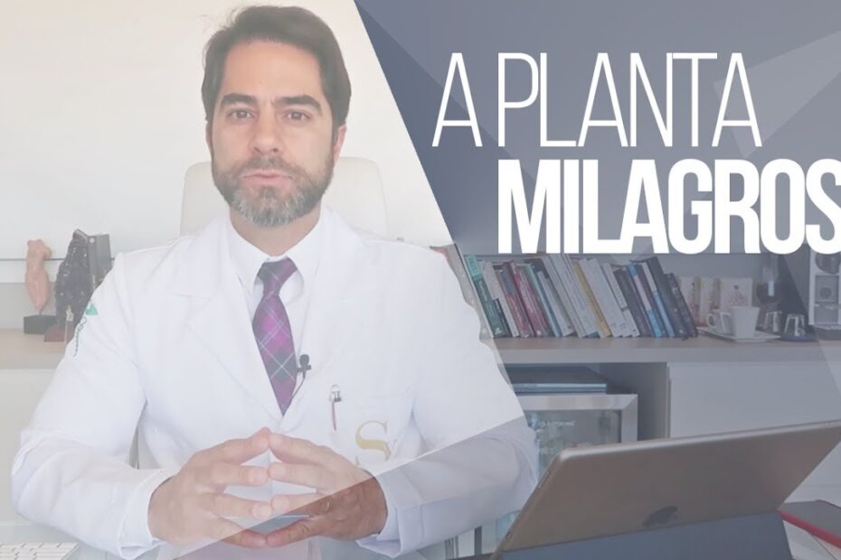 MORINGA OLEÍFERA | INCONTÁVEIS BENEFÍCIOS