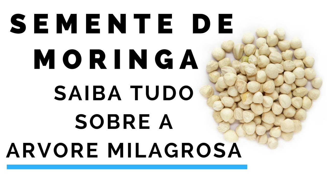 Semente de Moringa - Cápsulas de Moringa Oleifera