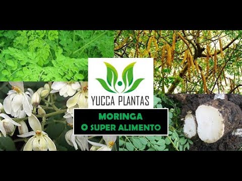 MORINGA OLEÍFERA