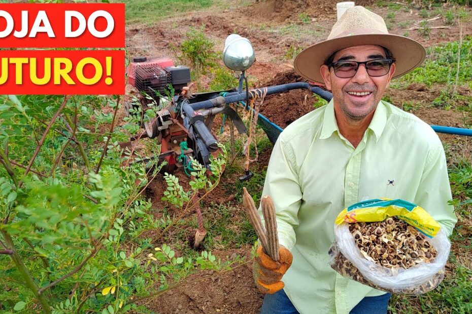 SEGREDO no PLANTIO da MORINGA para Altas PRODUÇÕES!