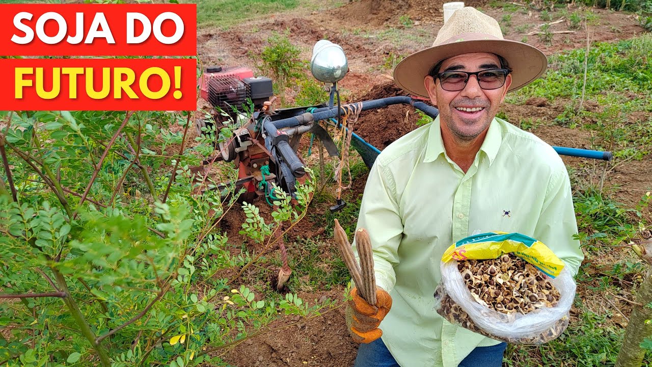 SEGREDO no PLANTIO da MORINGA para Altas PRODUÇÕES!