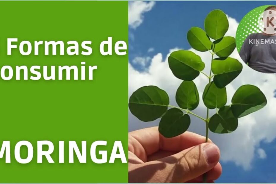 5 maneiras de consumir moringa🌿