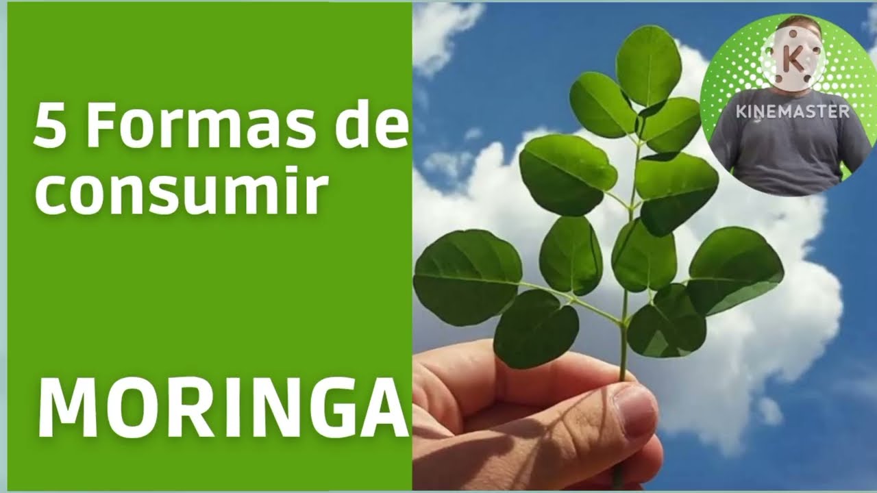 5 maneiras de consumir moringa🌿