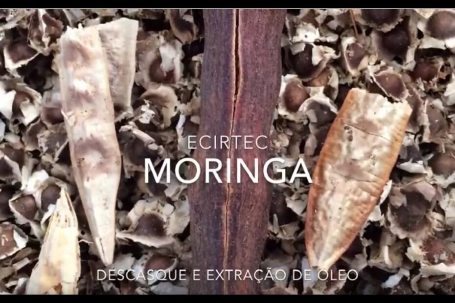 Prensa de extração de óleo de moringa Ecirtec