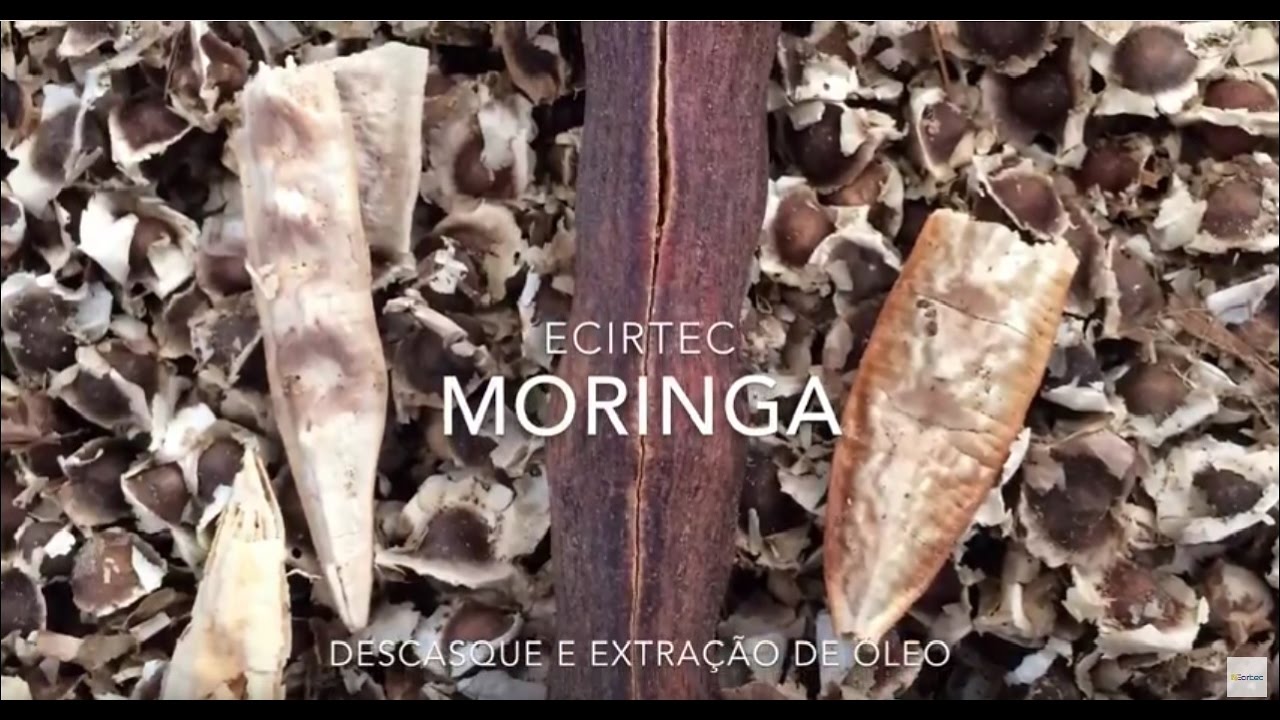 Prensa de extração de óleo de moringa Ecirtec