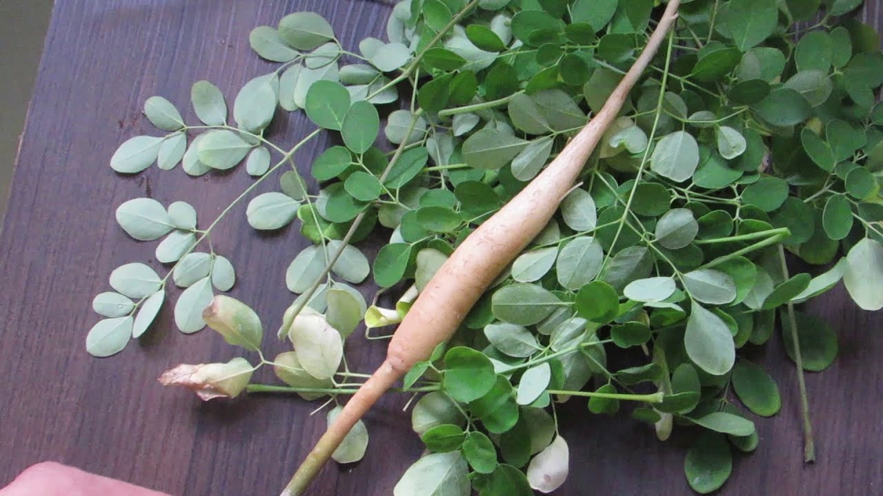 Moringa Oleífera: Conheça e use na alimentação das GALINHAS