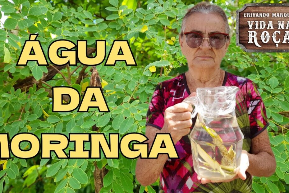 Vó Dalva ensina como usar a moringa  oleifera, plantada por sua mãe a mais de 50 anos.