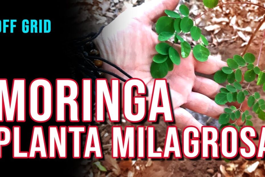 CONHEÇA os usos e benefícios da MORINGA OLEÍFERA