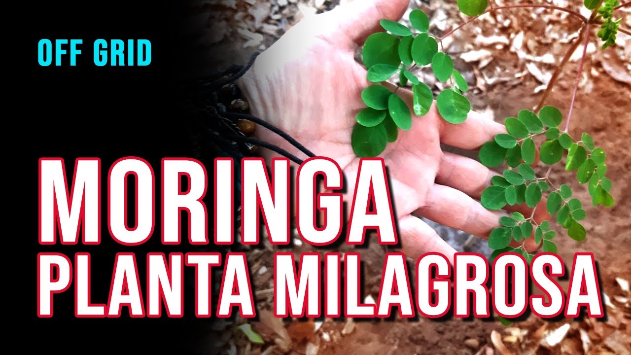 CONHEÇA os usos e benefícios da MORINGA OLEÍFERA