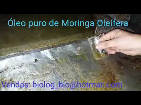 Extração de Óleo de Moringa Oleífera Facil【CONFIRA】