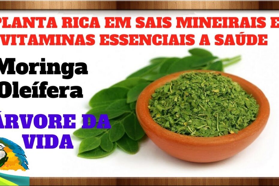 Moringa Oleífera rica em sais minerais e vitaminas essenciais à saúde humana