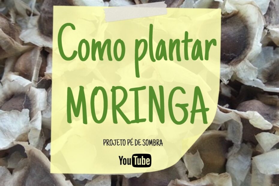 Como Plantar MORINGA Oleifera Atraves de Sementes