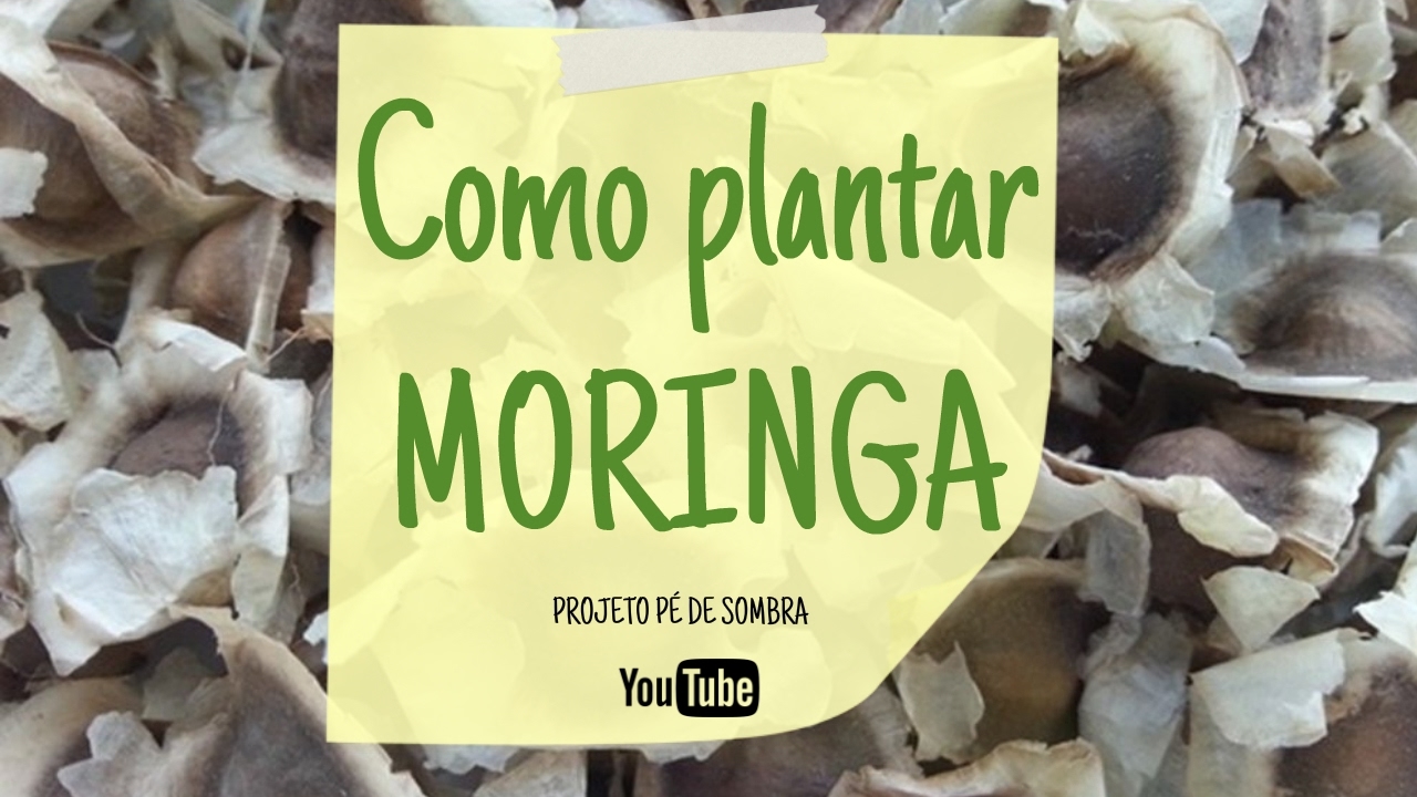 Como Plantar MORINGA Oleifera Atraves de Sementes