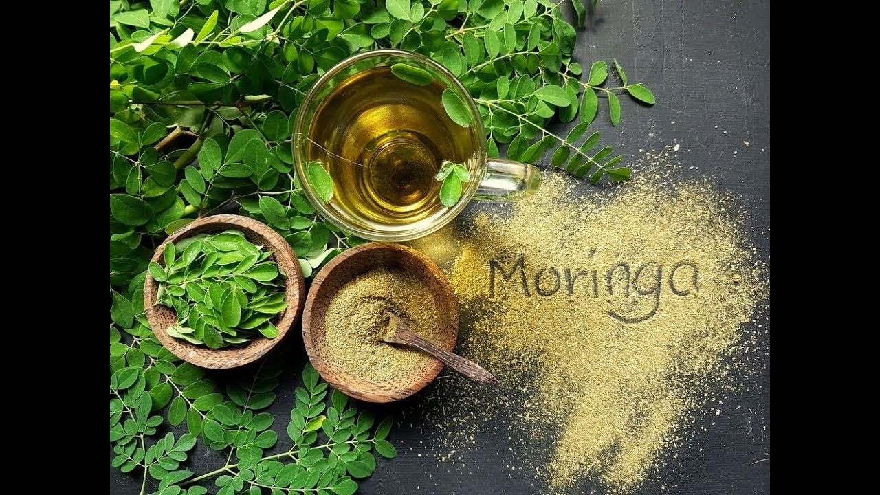 COMO FAZER A MILAGROSA FARINHA DE MORINGA OLEÍFERA 