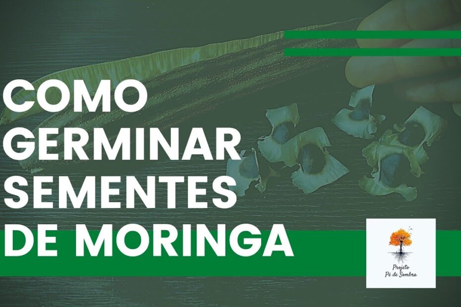 Como germinar sementes de Moringa | Método 100% Eficaz