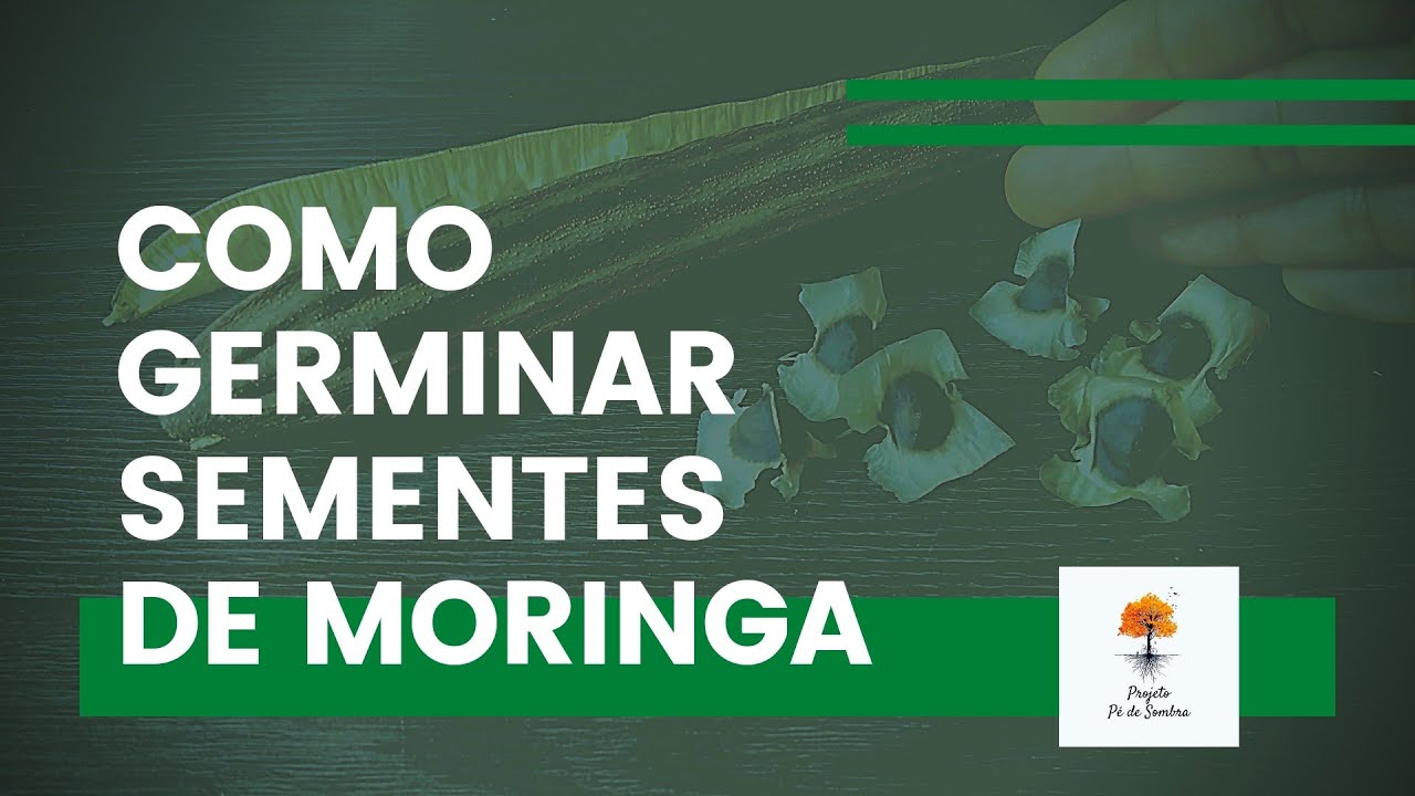 Como germinar sementes de Moringa | Método 100% Eficaz