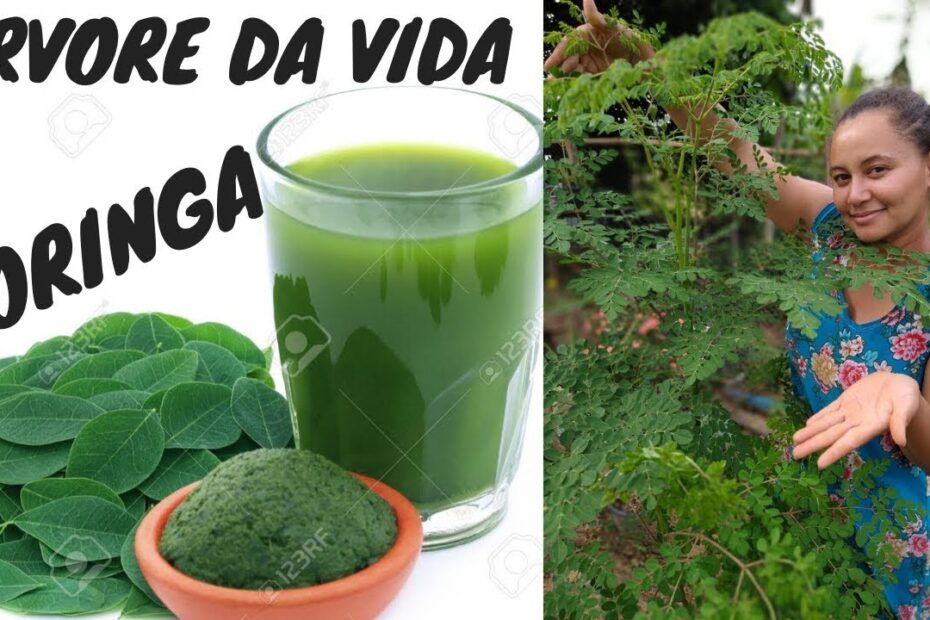 MORINGA OLEÍFERA como cultivar e BENEFÍCIOS pra SAÚDE