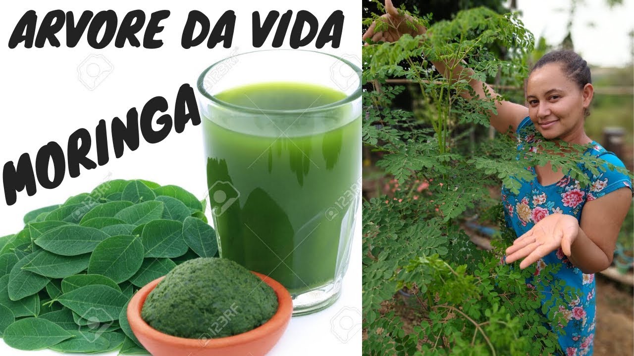 MORINGA OLEÍFERA como cultivar e BENEFÍCIOS pra SAÚDE