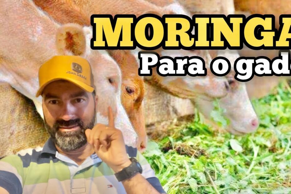 MORINGA A NOVIDADE PARA ALIMENTAÇÃO DO GADO | RAÇÃO DE MORINGA OLEIFERA