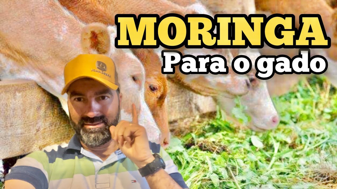 MORINGA A NOVIDADE PARA ALIMENTAÇÃO DO GADO | RAÇÃO DE MORINGA OLEIFERA