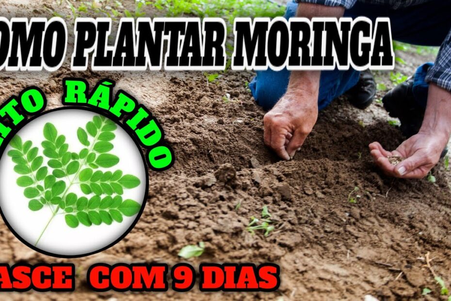 COMO Plantar MORINGA de um Jeito Fácil 【CONFIRA】