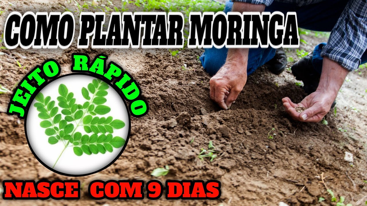 COMO Plantar MORINGA de um Jeito Fácil 【CONFIRA】