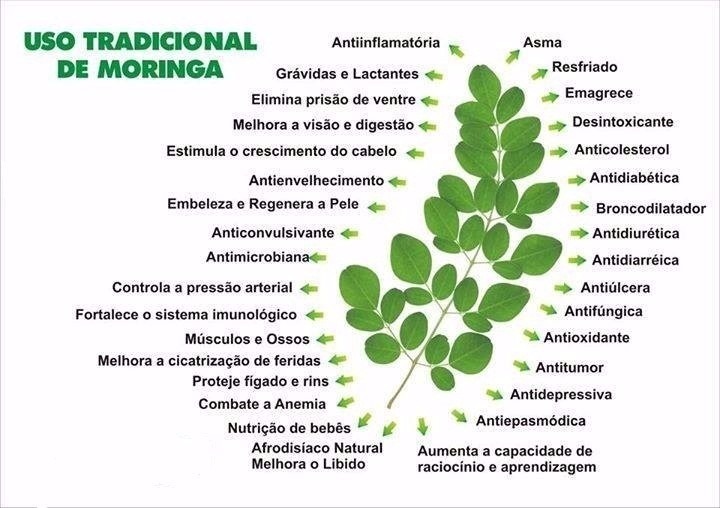 beneficios da moringa oleifera