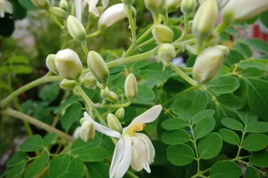 moringa oleifera