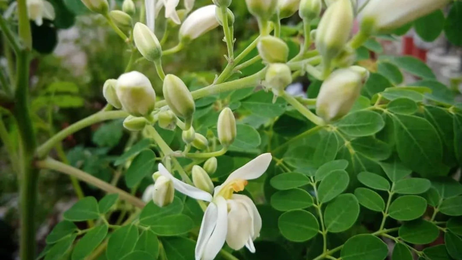 moringa oleifera